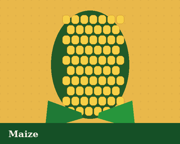 Yellow Maize